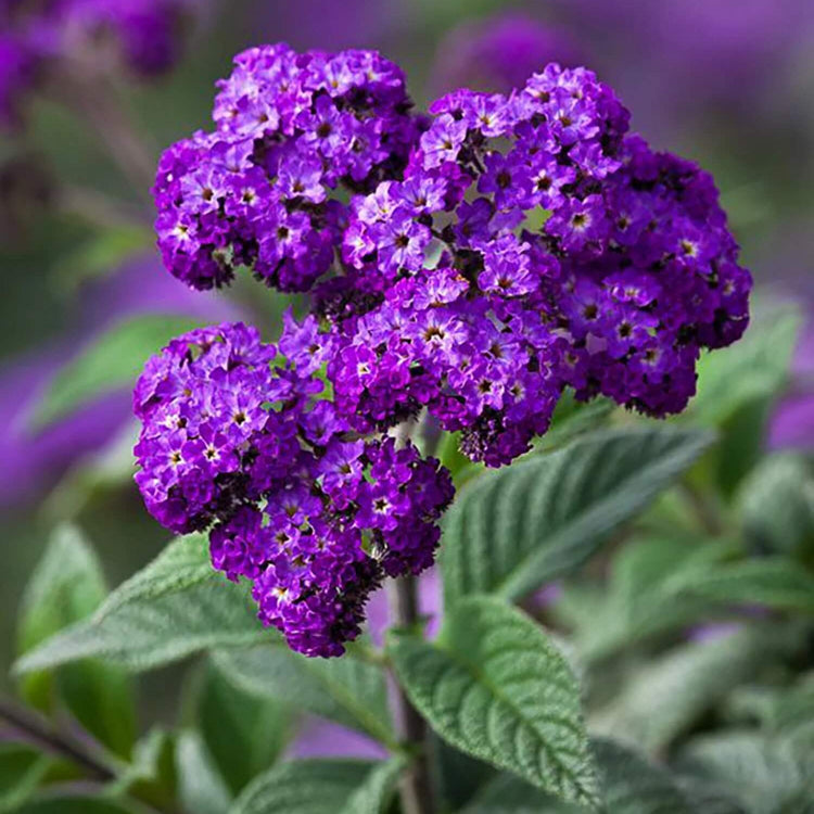 Purple Heliotrope Seeds - Heirloom Flower Garden Seeds for Growing