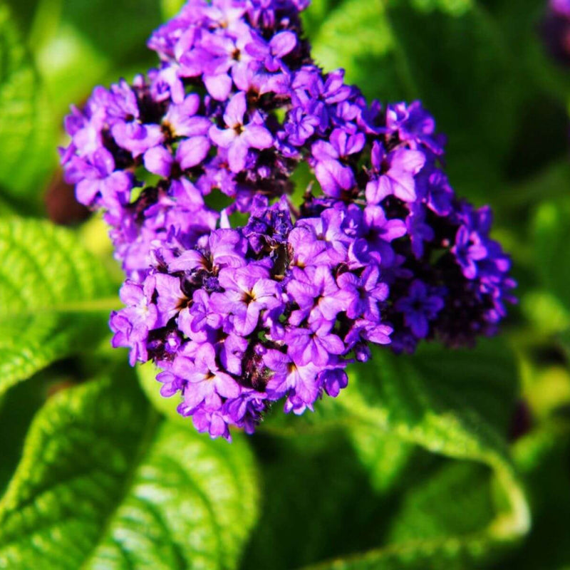 Purple Heliotrope Seeds - Heirloom Flower Garden Seeds for Growing