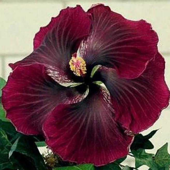 Purple Maroon Hibiscus  Seeds - Heirloom Flower Garden Seeds for Growing