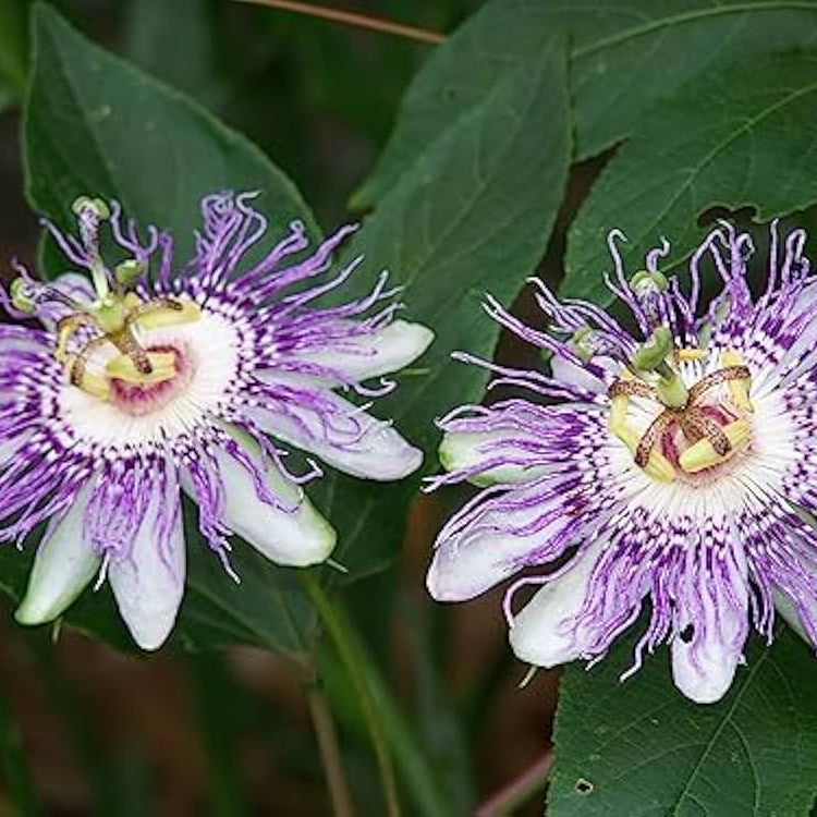 Purple Maypop Passion Seeds - Heirloom Flower Garden Seeds for Growing