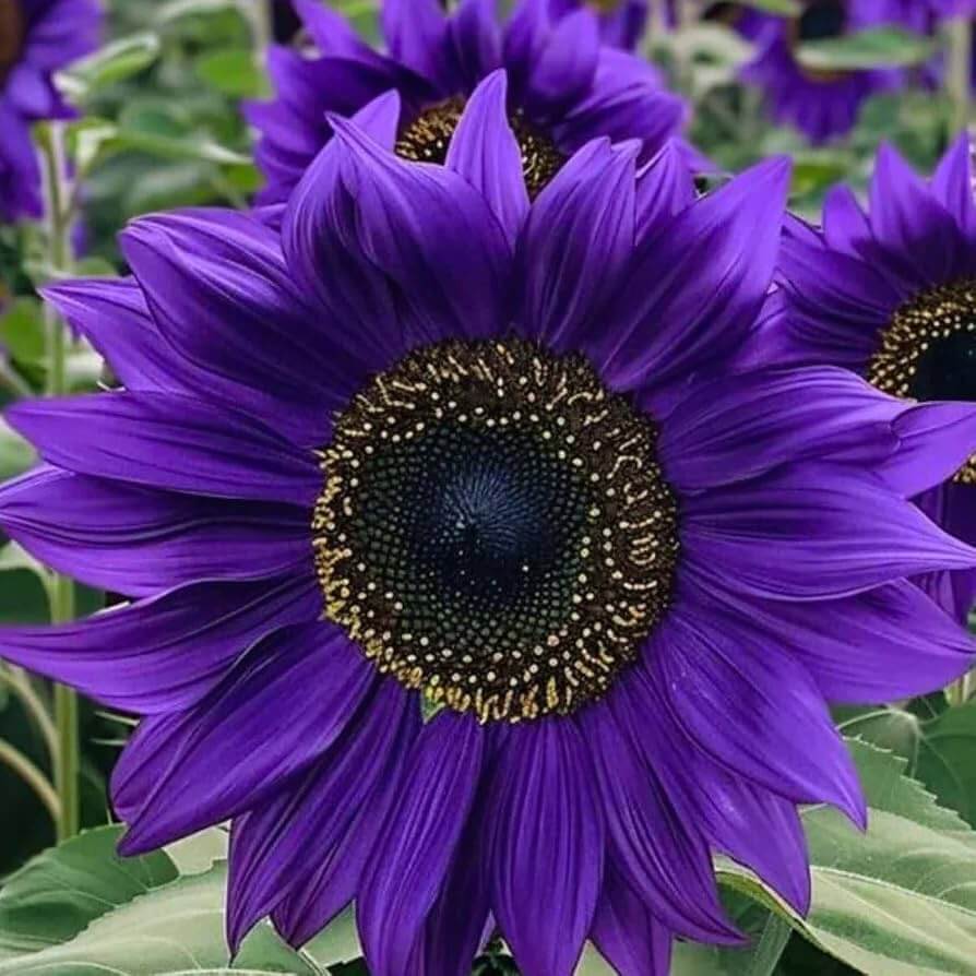 Purple Mini Sunflower Seeds - Heirloom Flower Garden Seeds for Growing