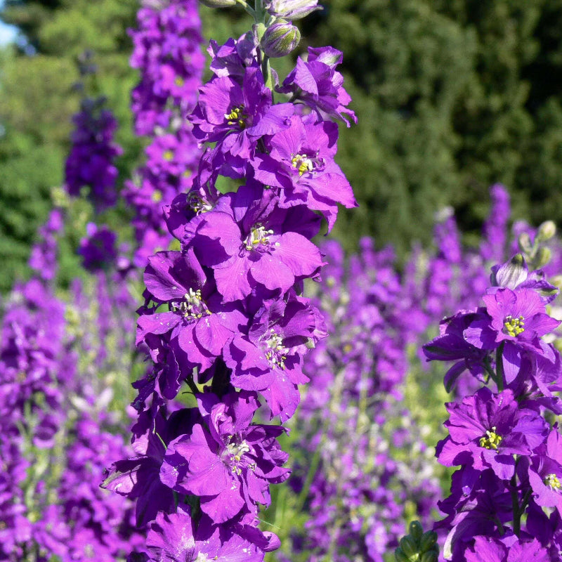 Purple Mullein Seeds - Heirloom Flower Garden Seeds for Growing