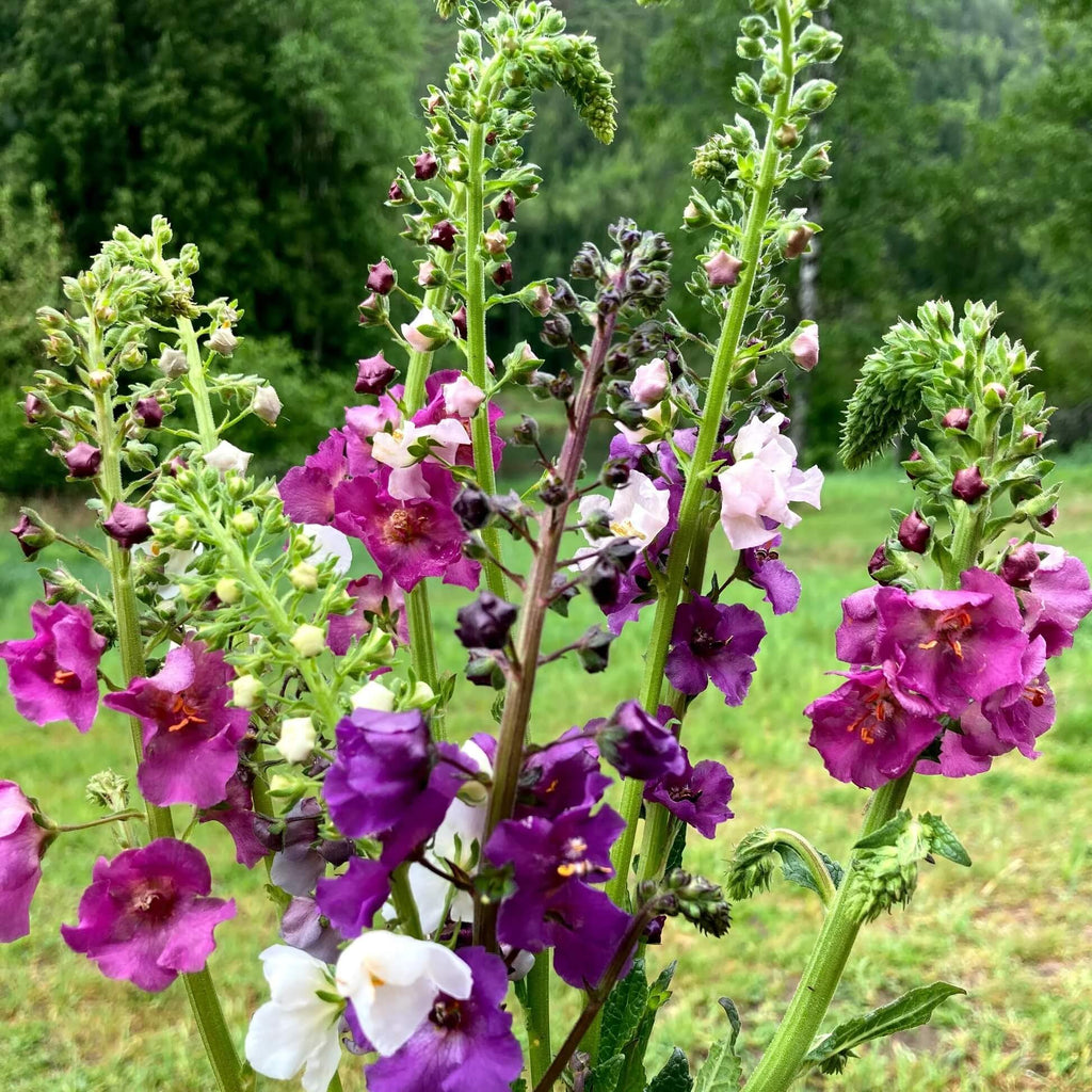 Purple Mullein Seeds - Heirloom Flower Garden Seeds for Growing