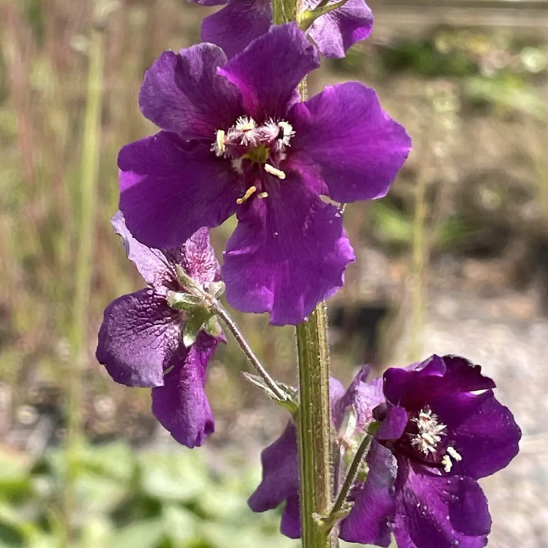 Purple Mullein Seeds - Heirloom Flower Garden Seeds for Growing