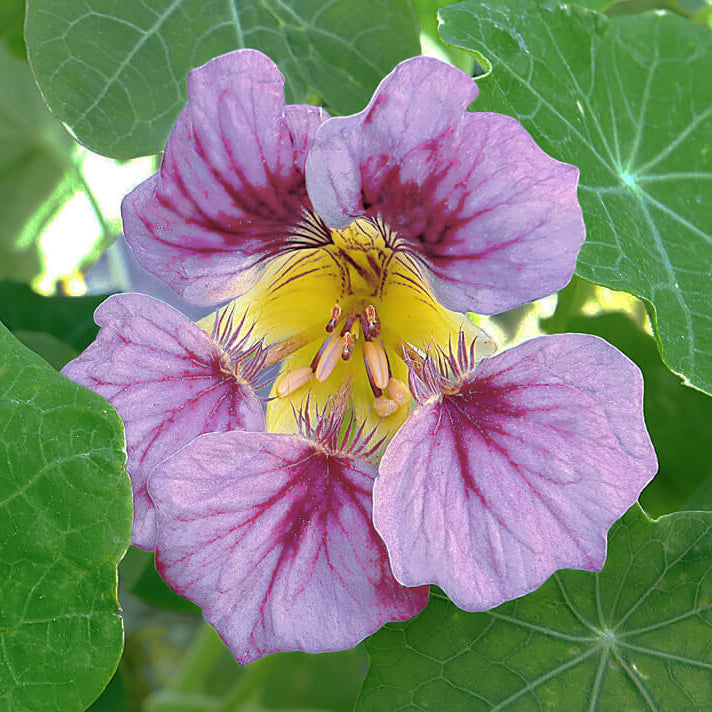 Purple Nasturtium Seeds - Heirloom Flower Garden Seeds for Growing