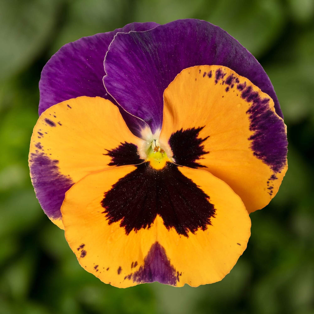 Purple Orange Pansy Seeds - Heirloom Flower Garden Seeds for Growing