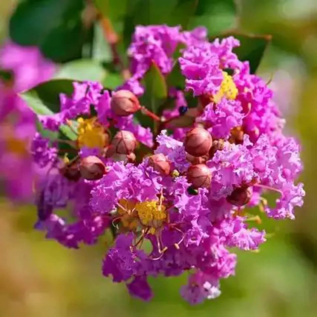 Purple Perennial Crape Myrtle Seeds - Heirloom Flower Garden Seeds for Growing