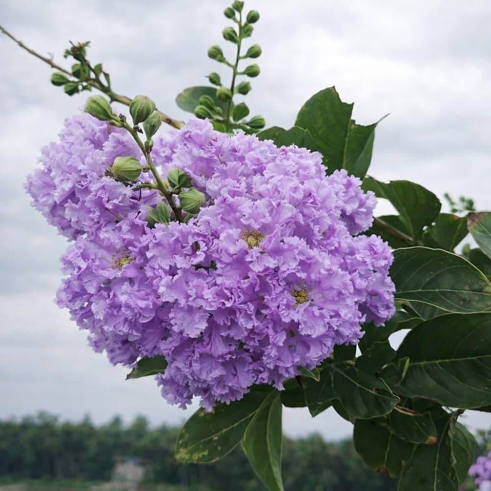 Purple Perennial Crape Myrtle Seeds - Heirloom Flower Garden Seeds for Growing