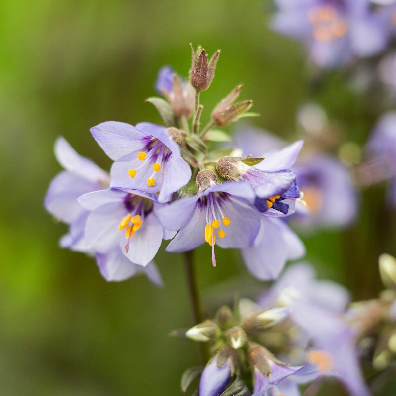 Purple Rain Jacob's Ladder Seeds - Heirloom Flower Garden Seeds for Growing