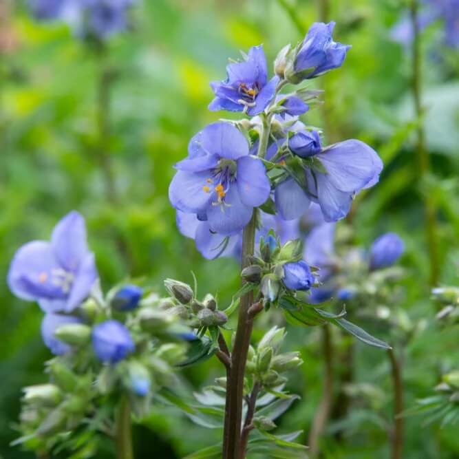Purple Rain Jacob's Ladder Seeds - Heirloom Flower Garden Seeds for Growing