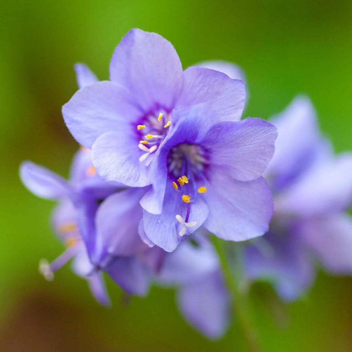 Purple Rain Jacob's Ladder Seeds - Heirloom Flower Garden Seeds for Growing
