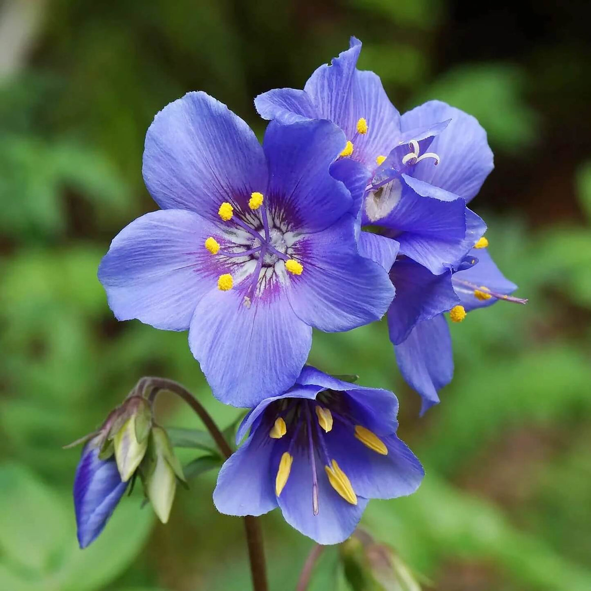 Purple Rain Jacob's Ladder Seeds - Heirloom Flower Garden Seeds for Growing