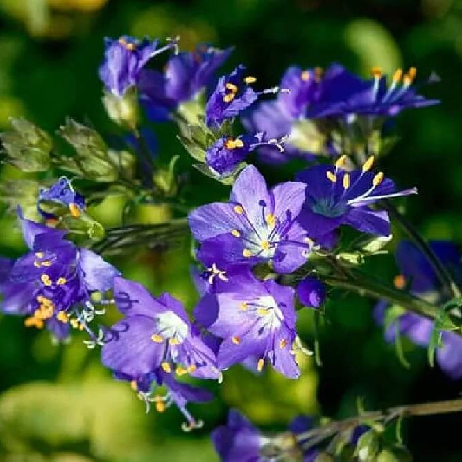 Purple Rain Jacob's Ladder Seeds - Heirloom Flower Garden Seeds for Growing