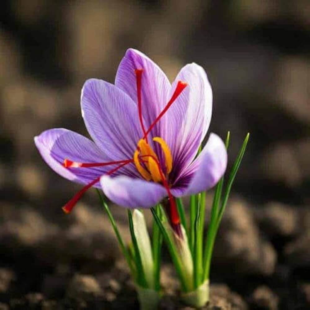 Purple Saffron seeds 
