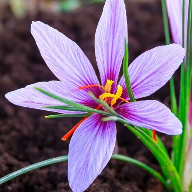 Purple Saffron seeds 