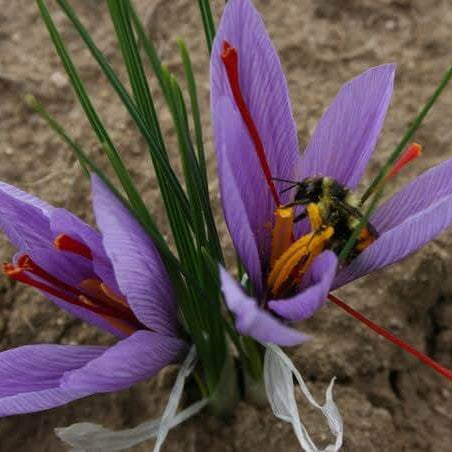 Purple Saffron seeds 