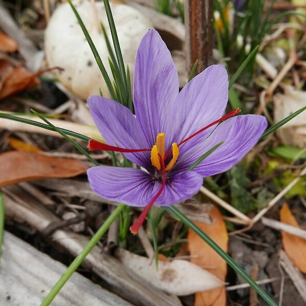 Purple Saffron seeds 