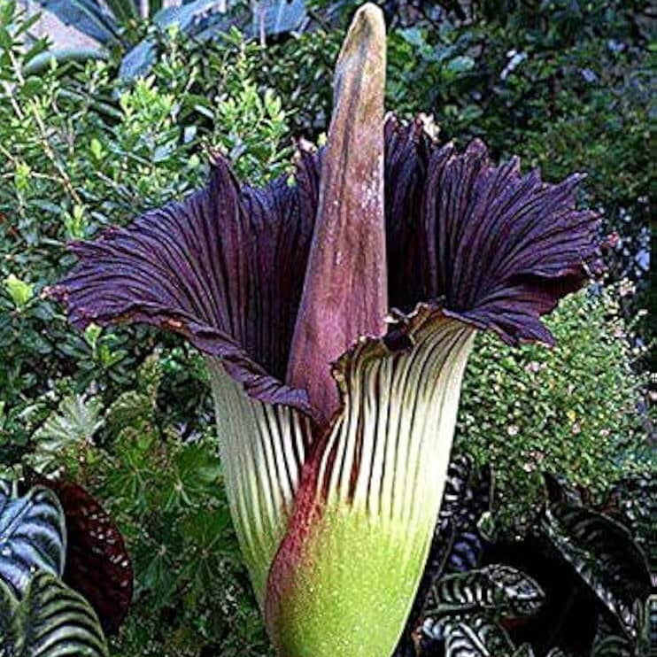 Purple Titan Arum Seeds - Heirloom Flower Garden Seeds for Growing