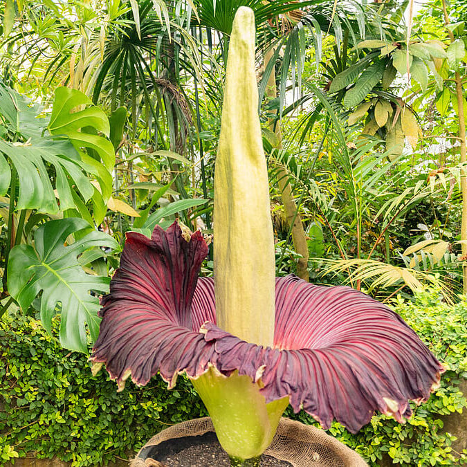 Purple Titan Arum Seeds - Heirloom Flower Garden Seeds for Growing