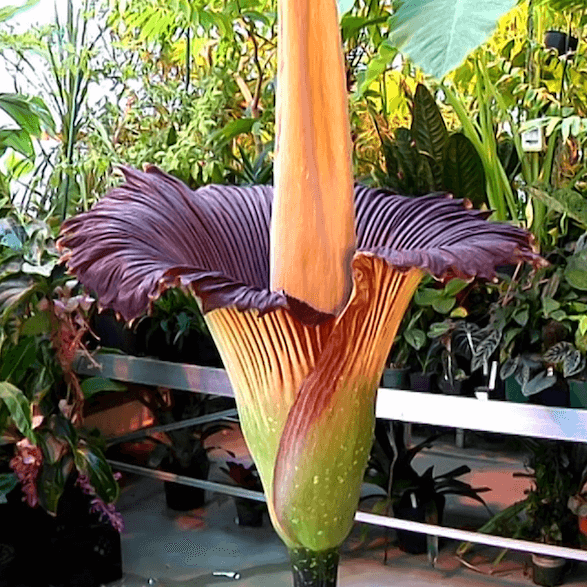 Purple Titan Arum Seeds - Heirloom Flower Garden Seeds for Growing