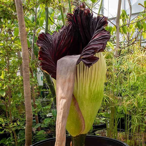 Purple Titan Arum Seeds - Heirloom Flower Garden Seeds for Growing