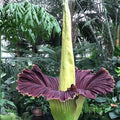 Purple Titan Arum Seeds - Heirloom Flower Garden Seeds for Growing