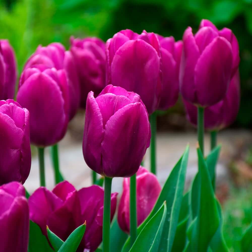 Purple Tulip Seeds - Heirloom Flower Garden Seeds for Growing