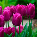 Purple Tulip Seeds - Heirloom Flower Garden Seeds for Growing