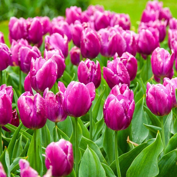 Purple Tulip Seeds - Heirloom Flower Garden Seeds for Growing
