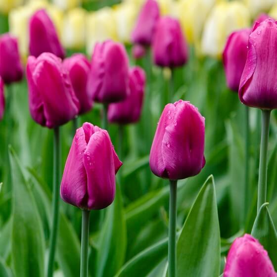 Purple Tulip Seeds - Heirloom Flower Garden Seeds for Growing