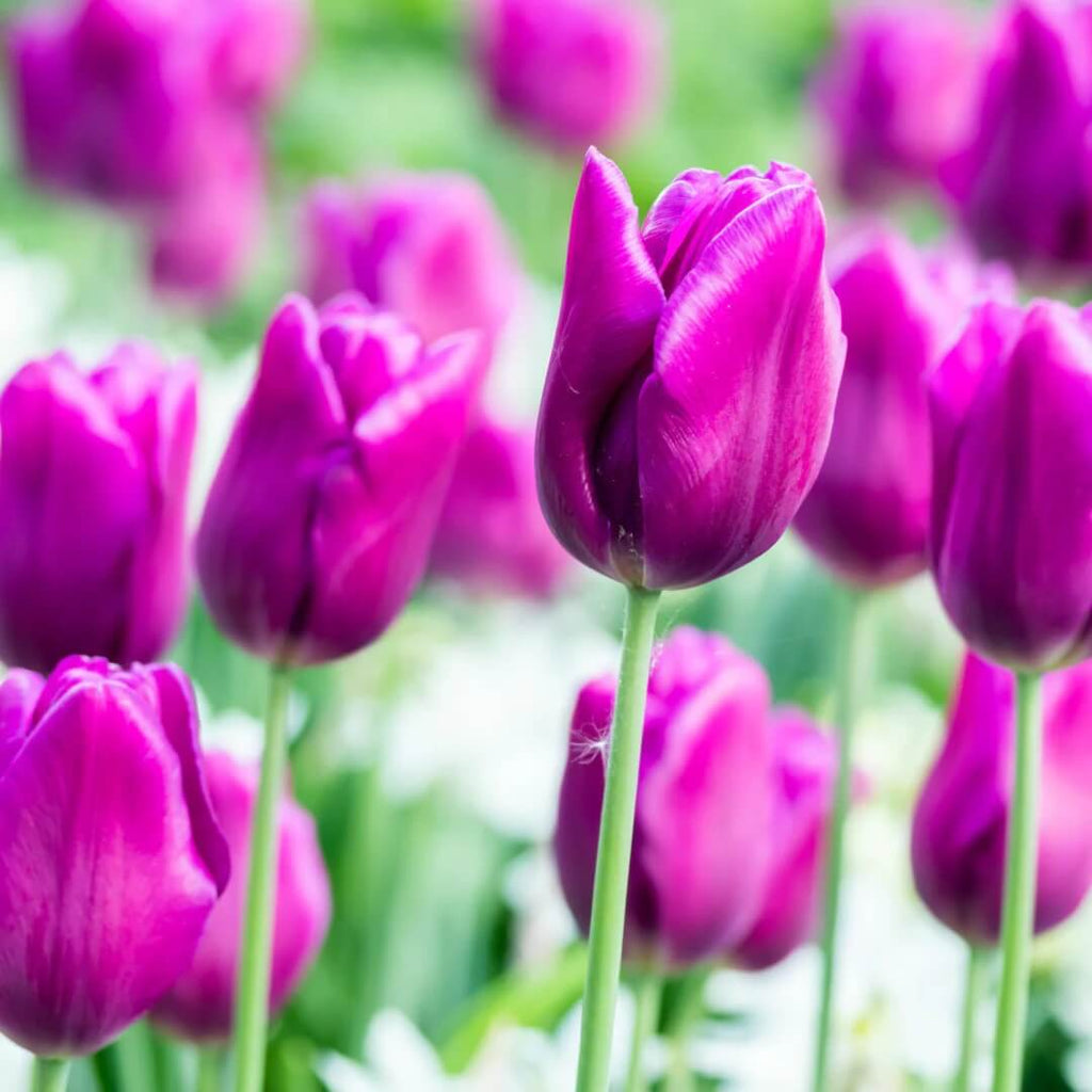 Purple Tulip Seeds - Heirloom Flower Garden Seeds for Growing