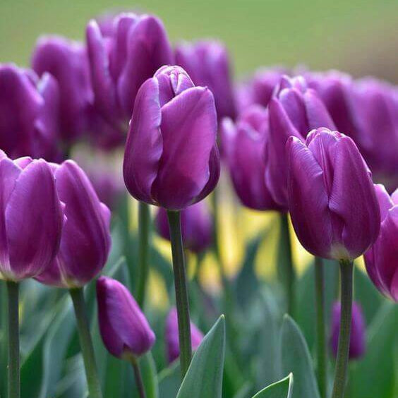 Purple Tulip Seeds - Heirloom Flower Garden Seeds for Growing