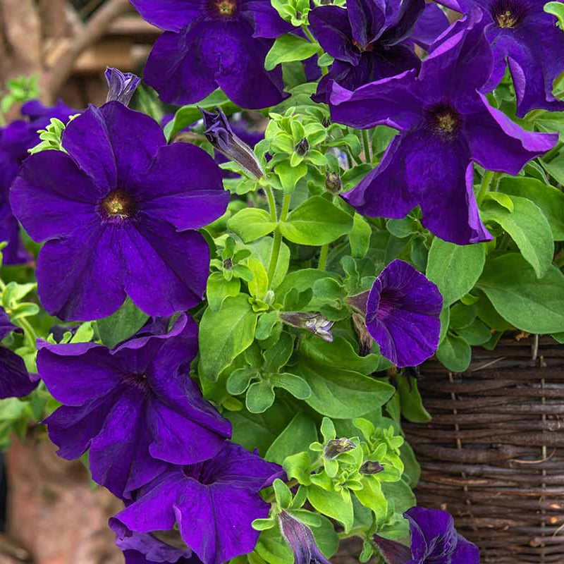 Purple Velvet Petunia Seeds - Heirloom Flower Garden Seeds for Growing