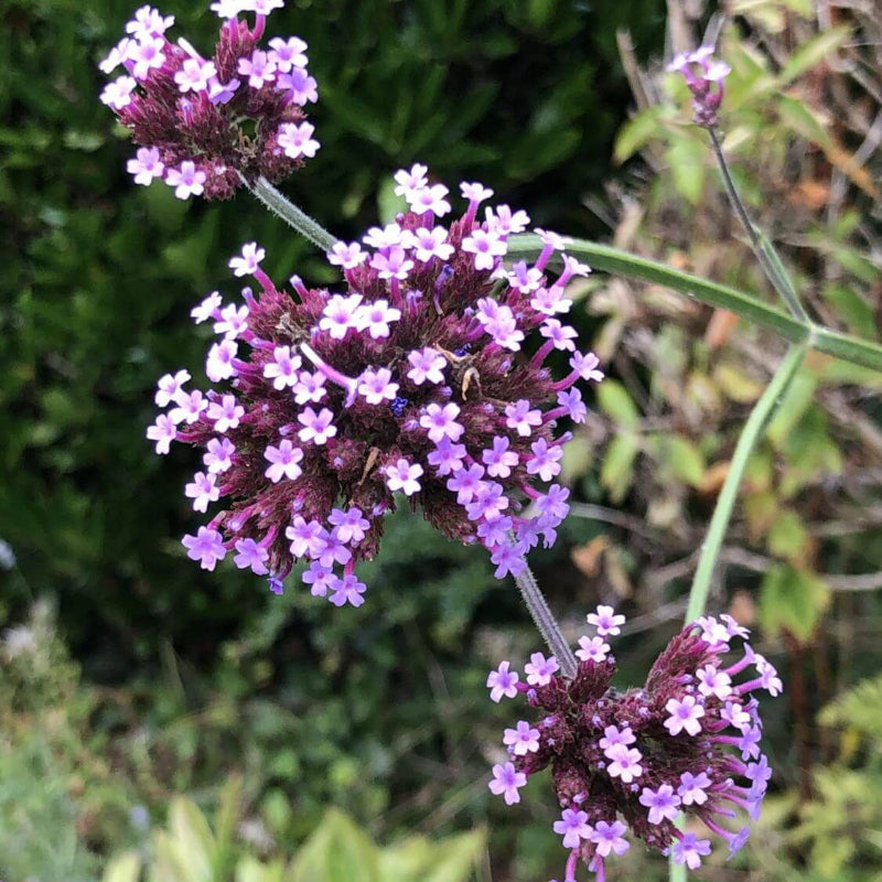 Purple Vervain Seeds - Heirloom Flower Garden Seeds for Growing