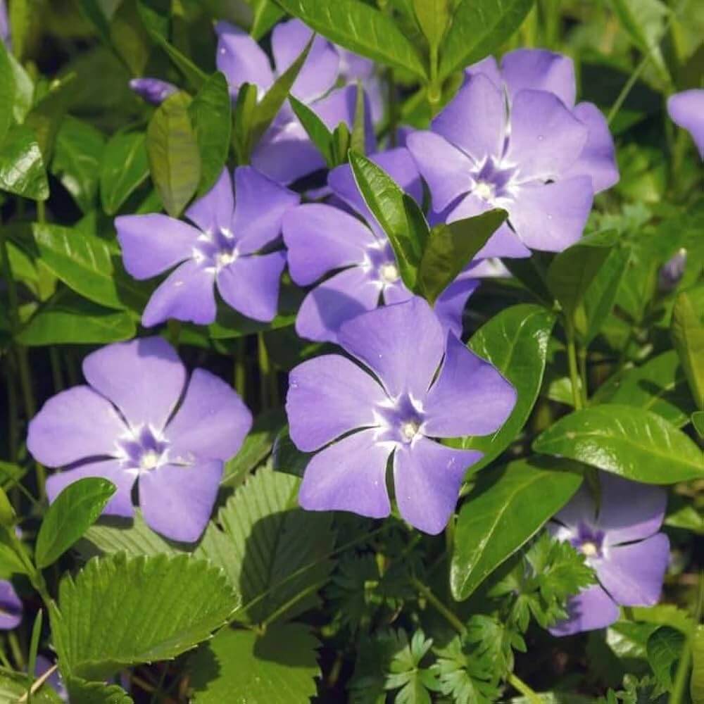 Purple Vinca Seeds -  Heirloom Flower Garden Seeds for Growing