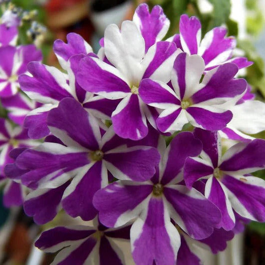 Purple & White Geranium Seeds - Heirloom Flower Garden Seeds for Growing
