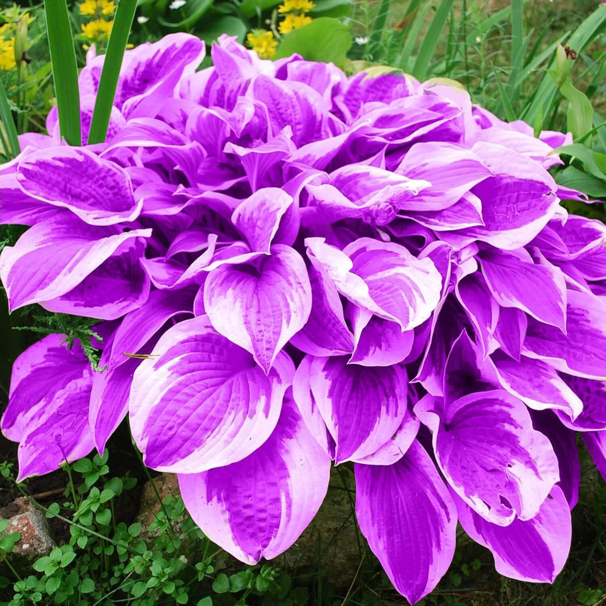 Purple & White Hosta Seeds - Heirloom Flower Garden Seeds for Growing