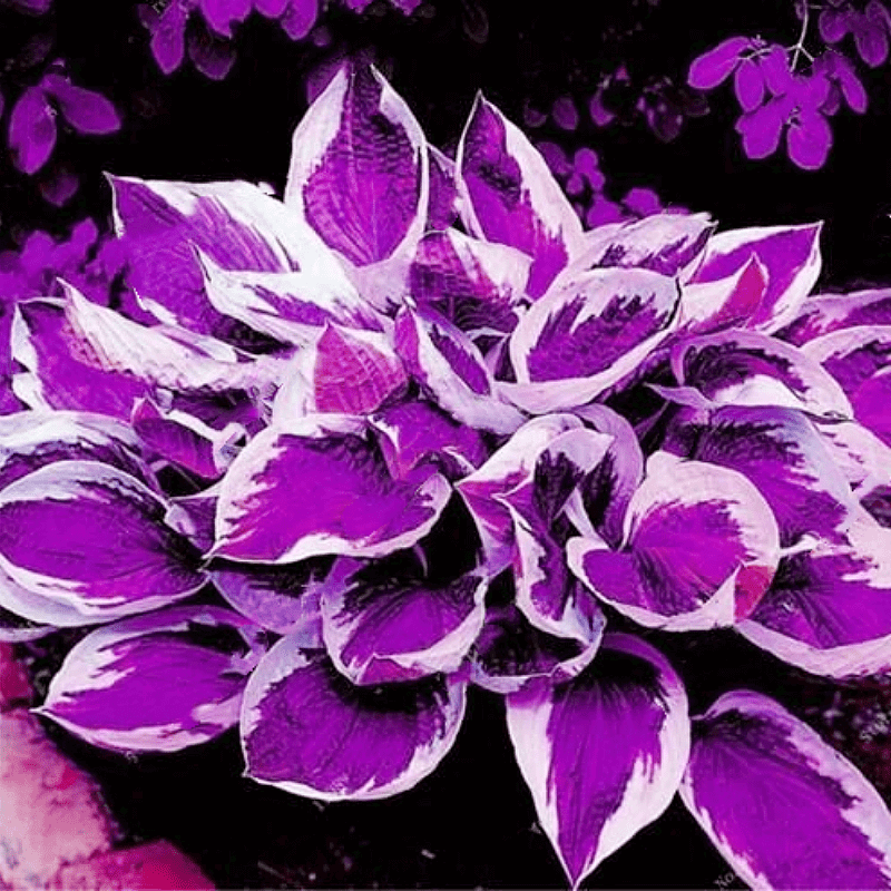 Purple & White Hosta Seeds - Heirloom Flower Garden Seeds for Growing