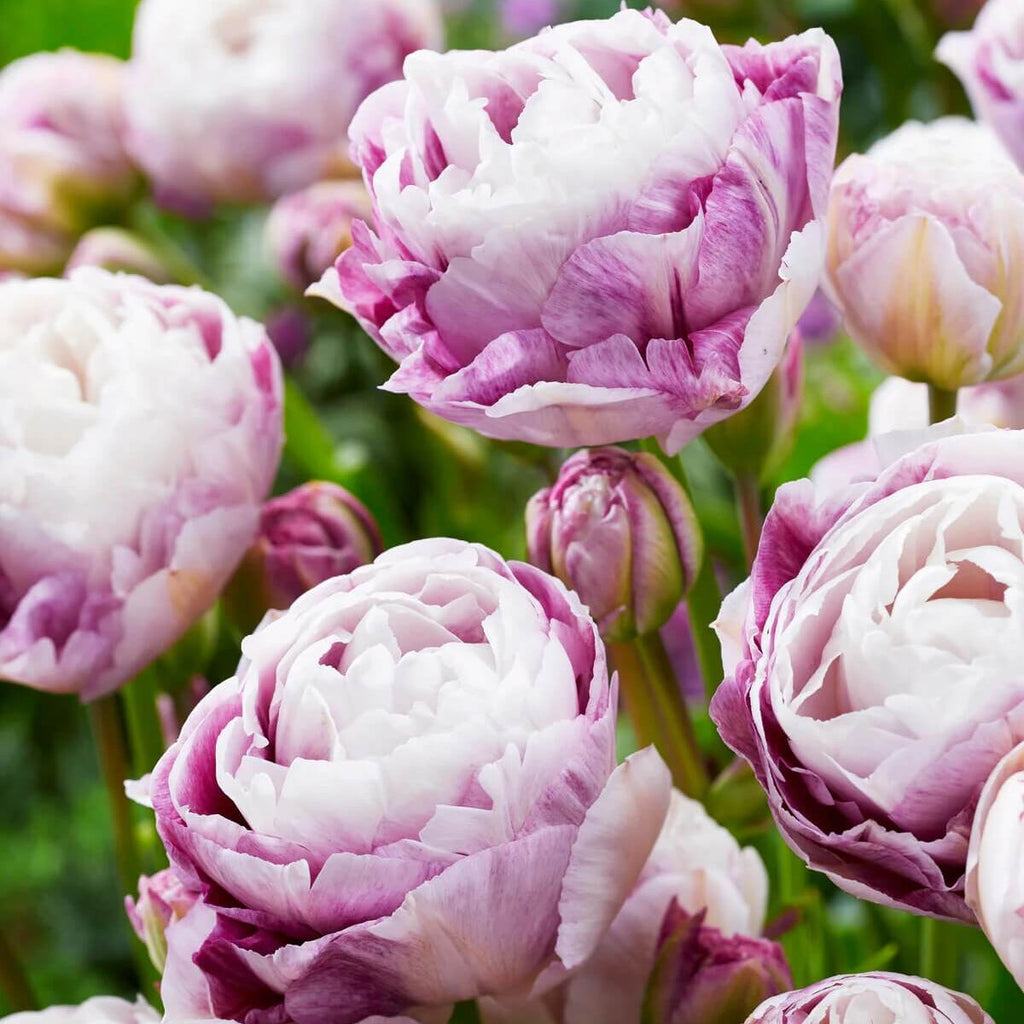 Purple and White Tulip Seeds - Heirloom Flower Garden Seeds for Growing
