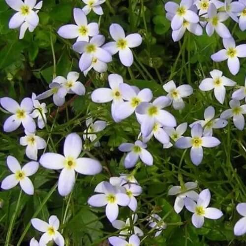 Quaker Ladies Seeds 