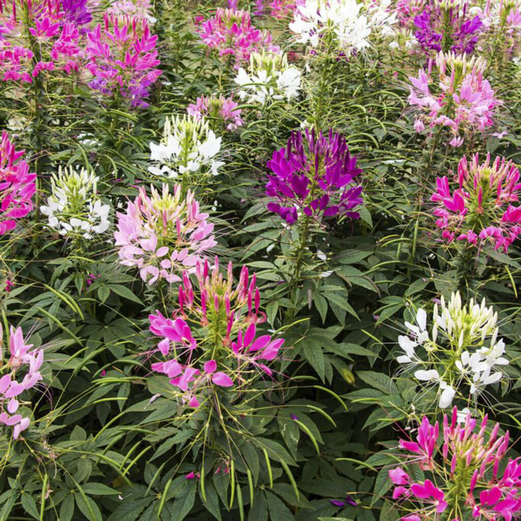 Queen Cleome Seeds - Heirloom Flower Garden Seeds for Growing