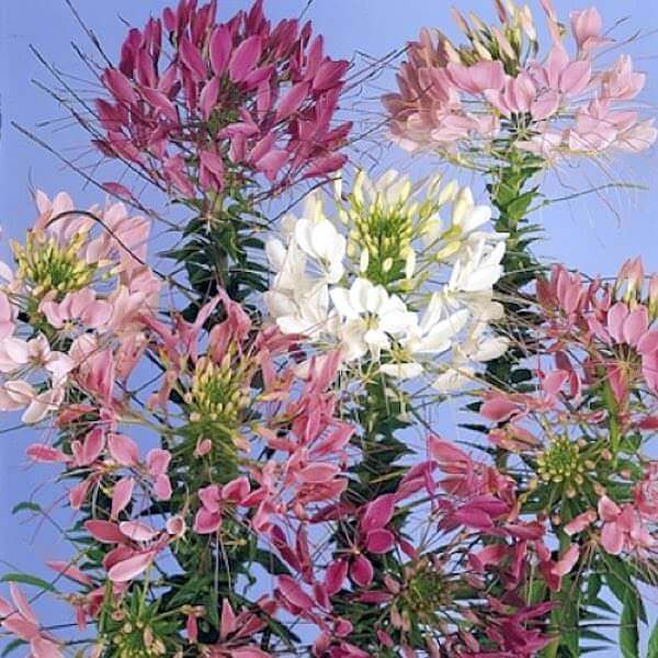 Queen Cleome Seeds - Heirloom Flower Garden Seeds for Growing