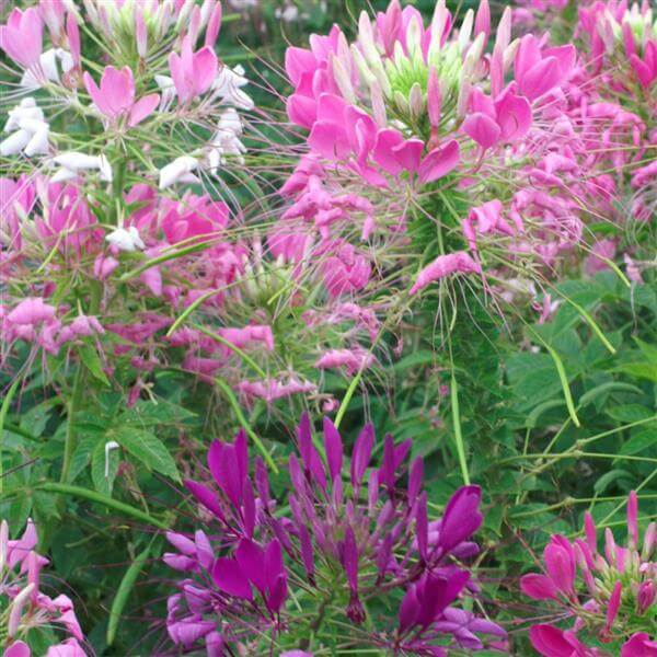 Queen Cleome Seeds - Heirloom Flower Garden Seeds for Growing