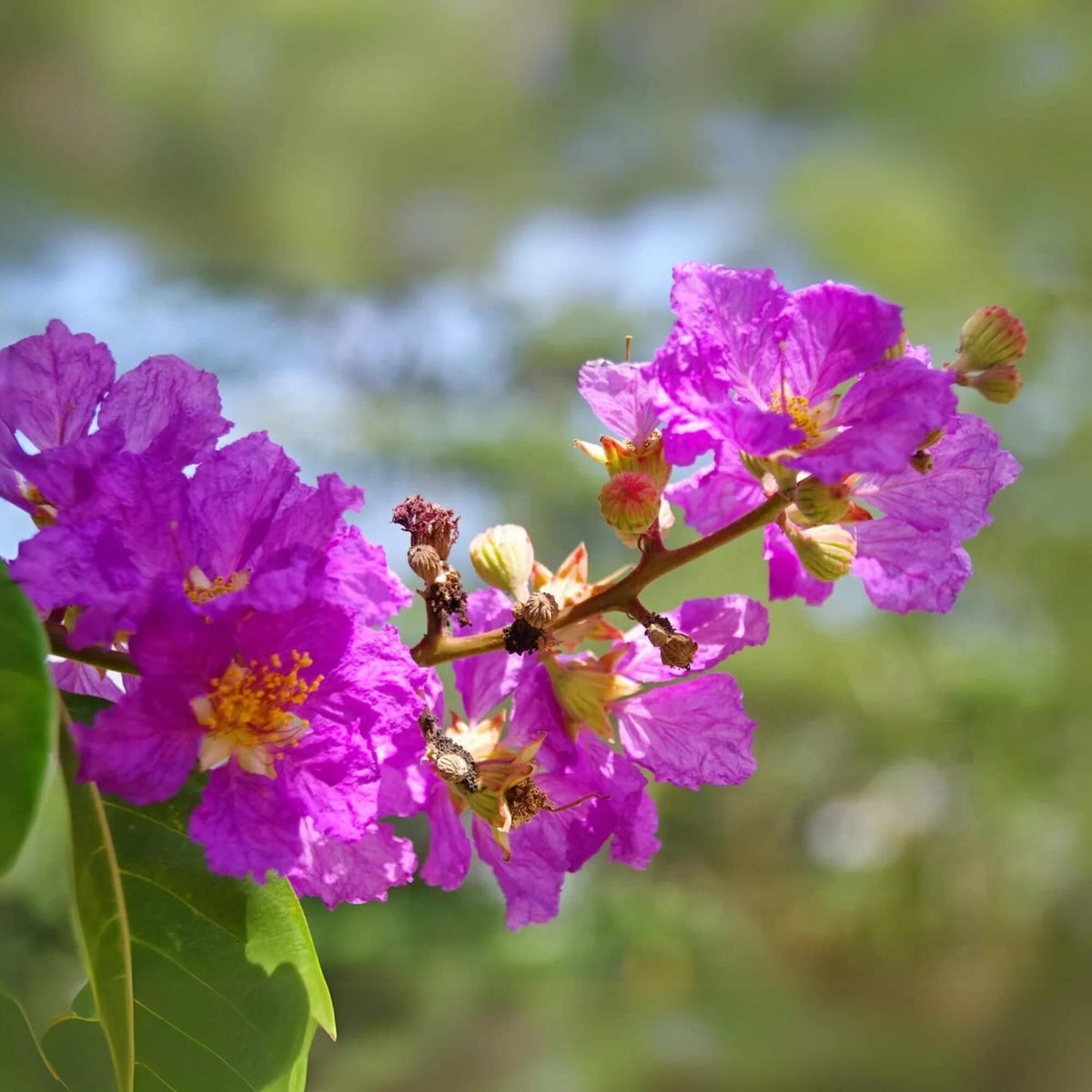 Queen Crape Myrtle Lagerstroemia speciosa Seeds - Heirloom Flower Garden Seeds for Growing