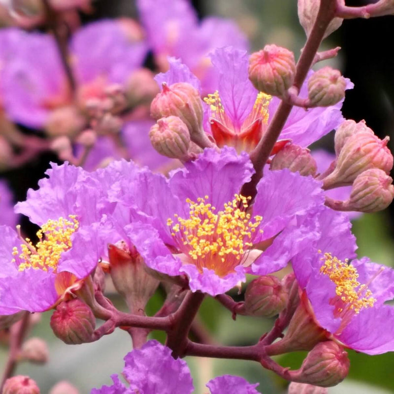 Queen Crape Myrtle Lagerstroemia speciosa Seeds - Heirloom Flower Garden Seeds for Growing