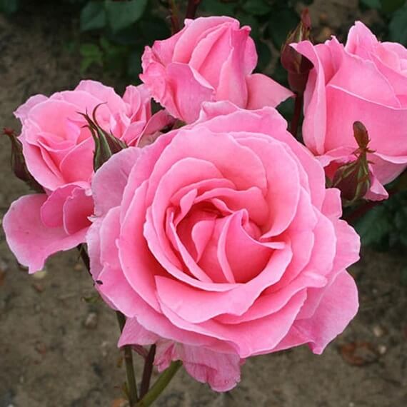 Queen Elizabeth Rose Plant Seeds - Heirloom Flower Garden Seeds for Growing