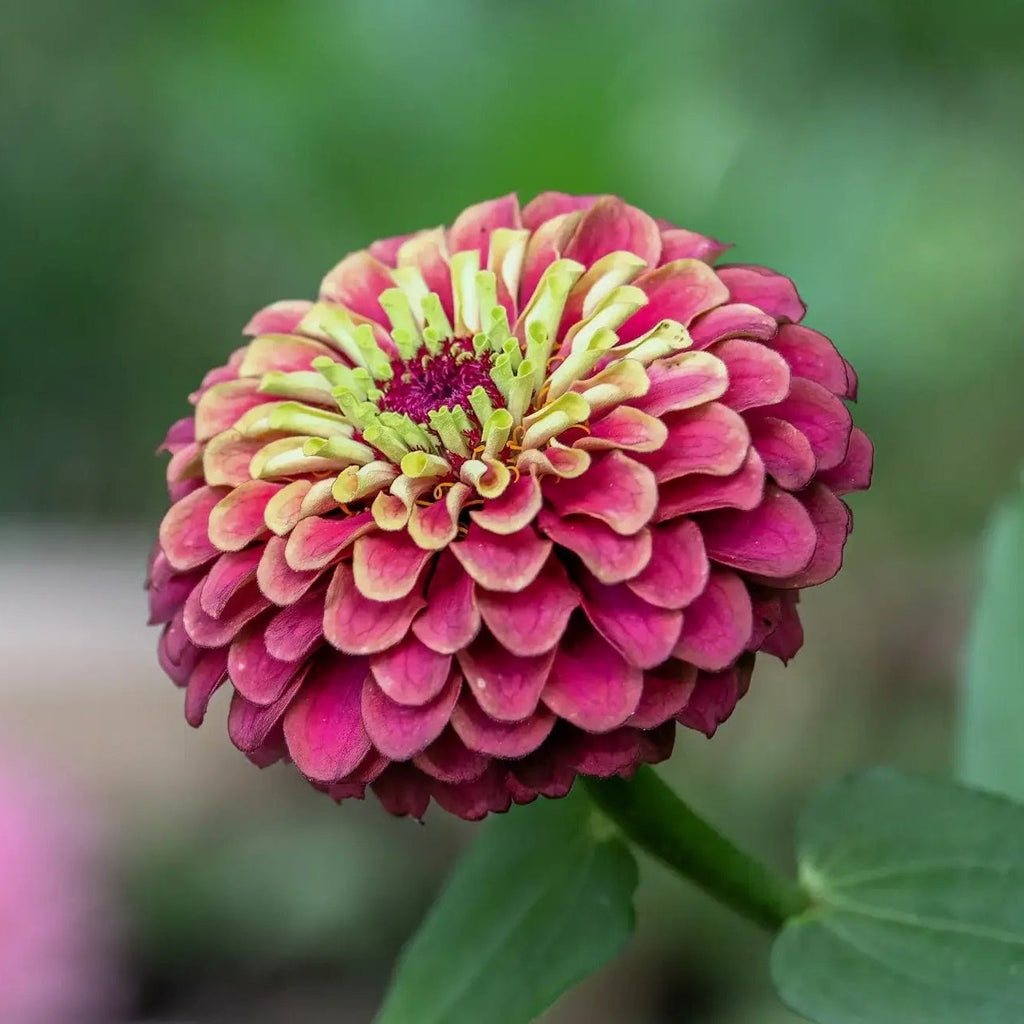 Queeny Lime Red Zinnia Seeds - Heirloom Flower Garden Seeds for Growing