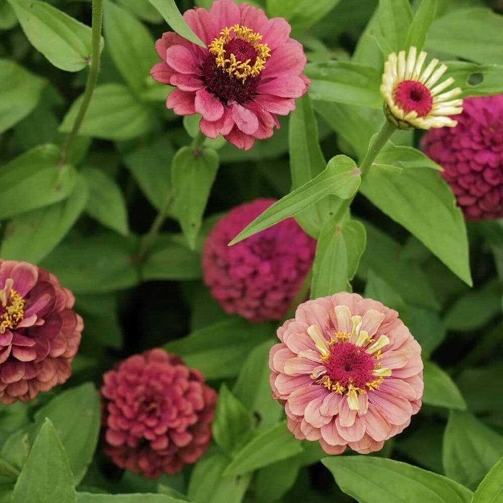 Queeny Lime Red Zinnia Seeds - Heirloom Flower Garden Seeds for Growing