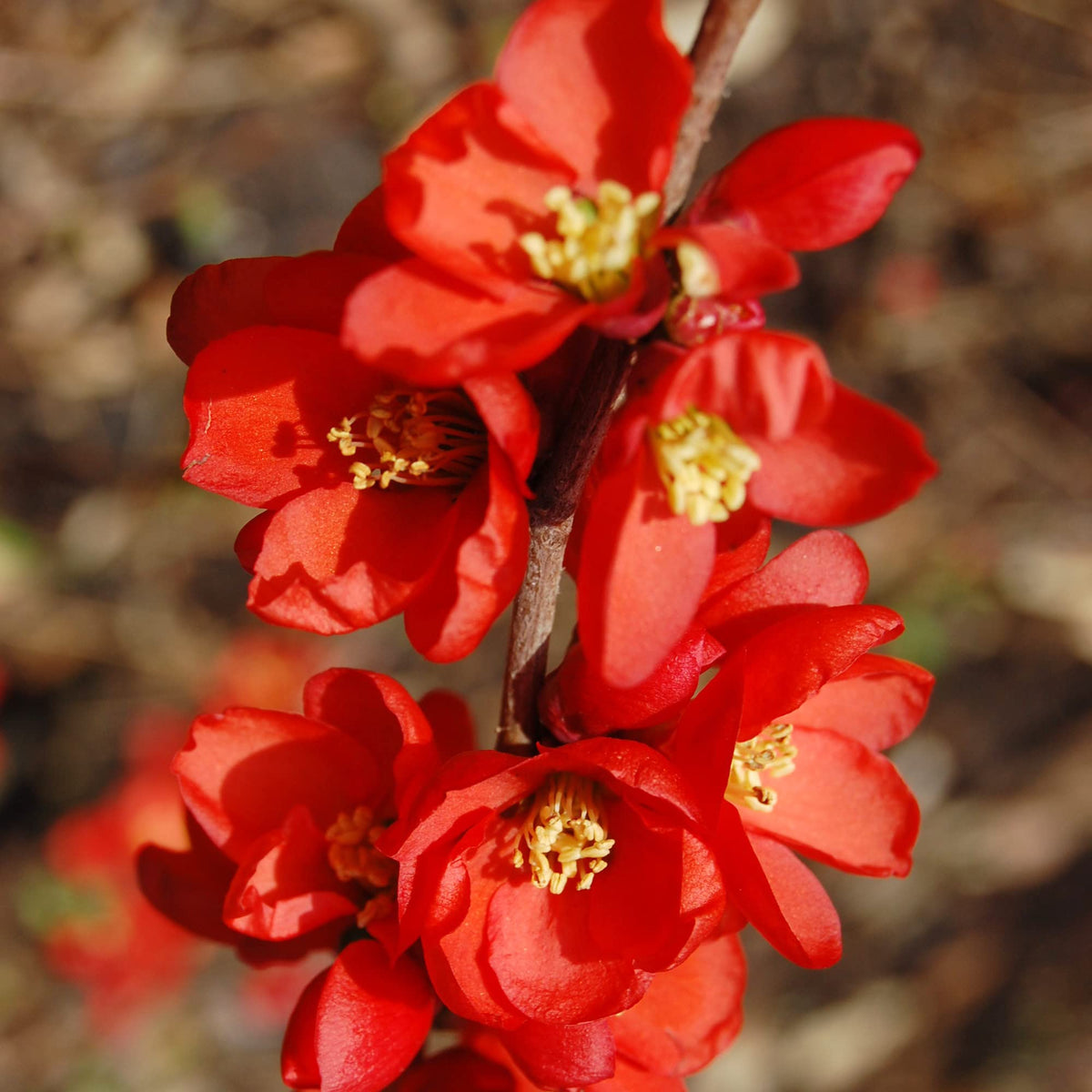 Quince Chaenomeles Speciosa Seeds - Heirloom Flower Garden Seeds for Growing
