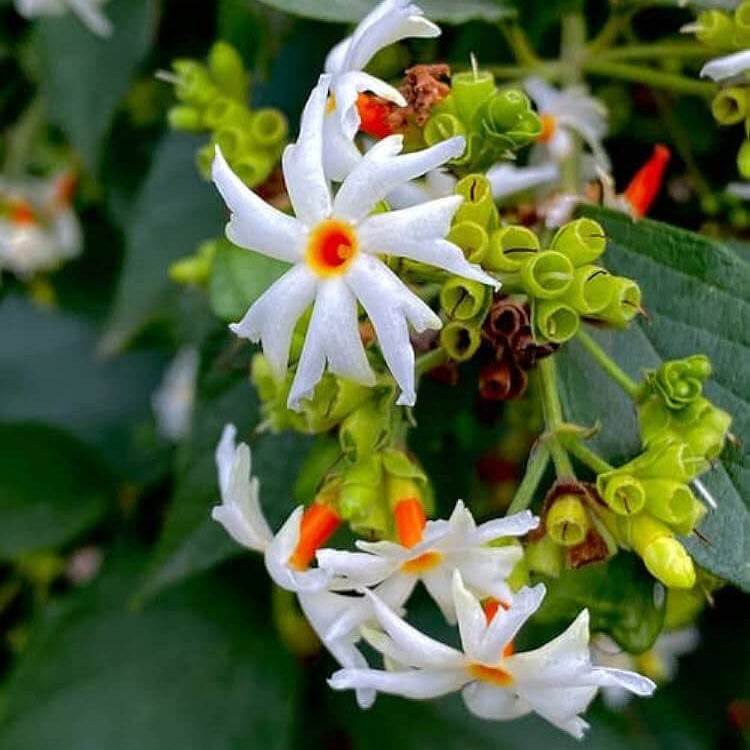 Raat Ki Rani Seeds - Heirloom Flower Garden Seeds for Growing